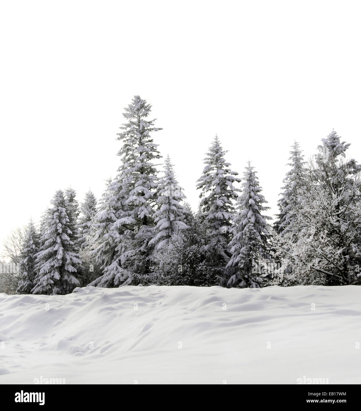 group of frosty spruce trees in snow isolated on white Stock Photo