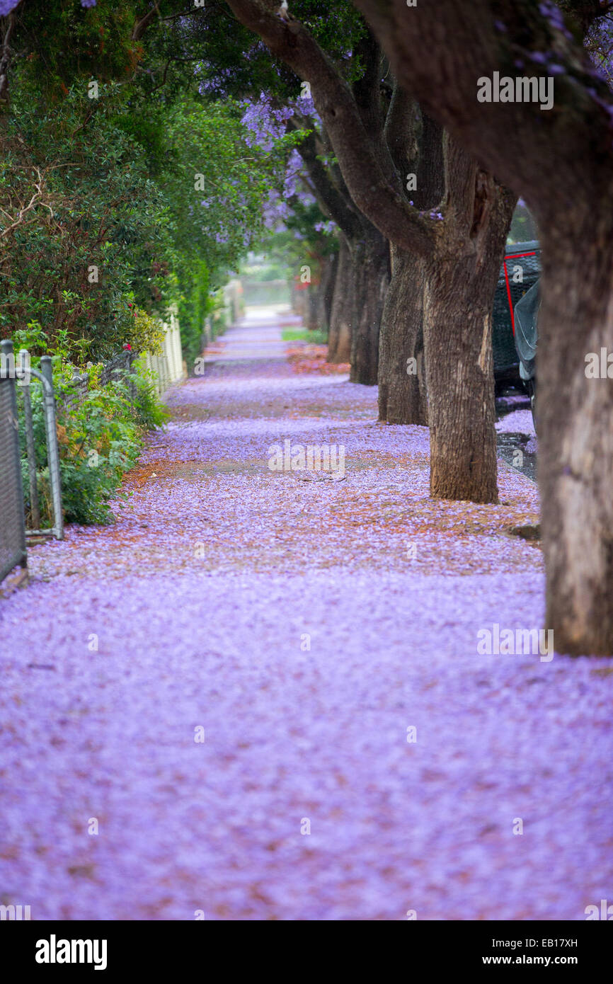 Adelaide, Australia. 22nd Nov, 2014. Streets are covered with Jacaranda