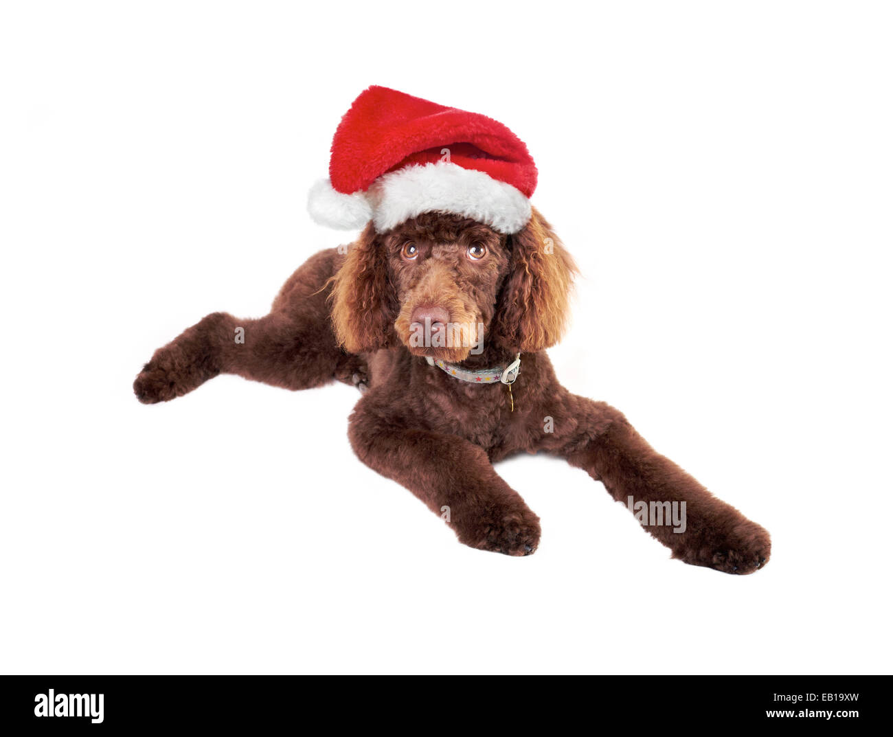 A chocolate miniature Poodle wearing a Christmas hat isolated on a white background. Stock Photo