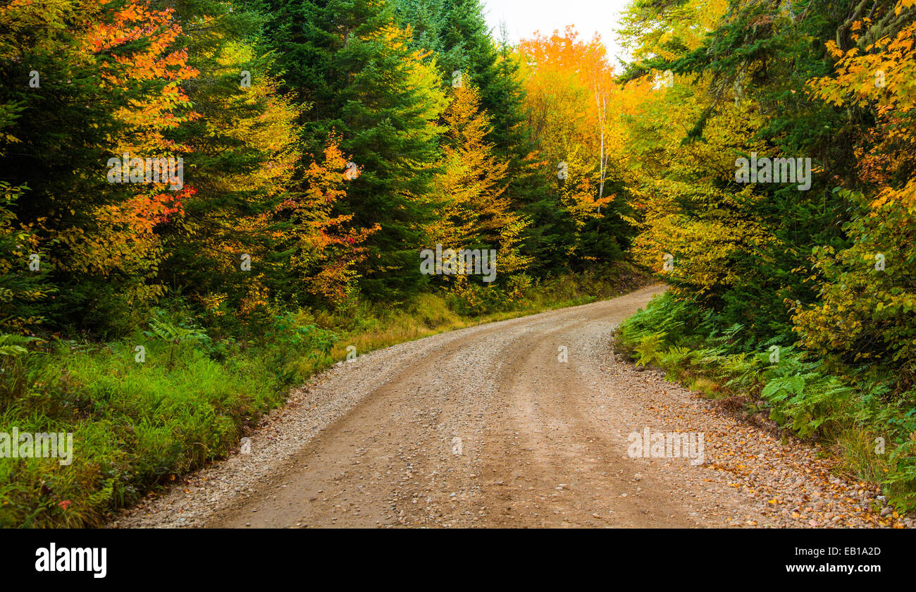 Autumn color along a dirt road in White Mountain National Forest, New Hampshire. Stock Photo