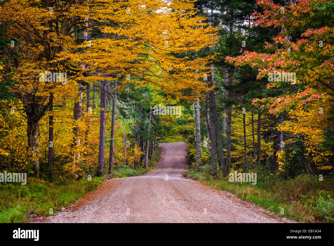 Autumn color along a dirt road in White Mountain National Forest, New Hampshire. Stock Photo