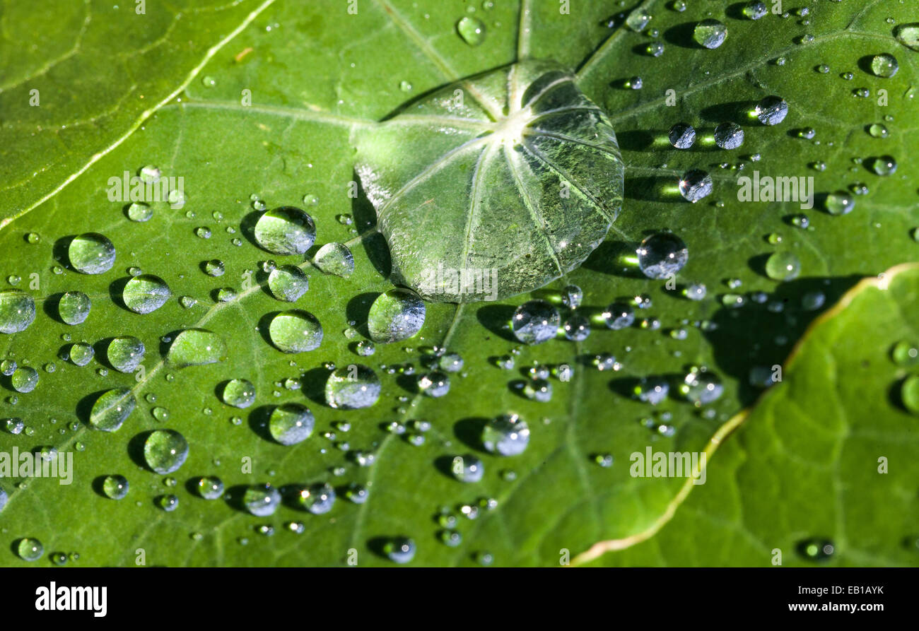 Dewdrops leave Stock Photo