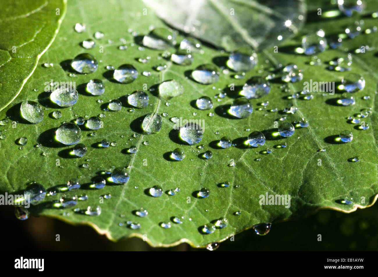 Dewdrops on a leave Stock Photo