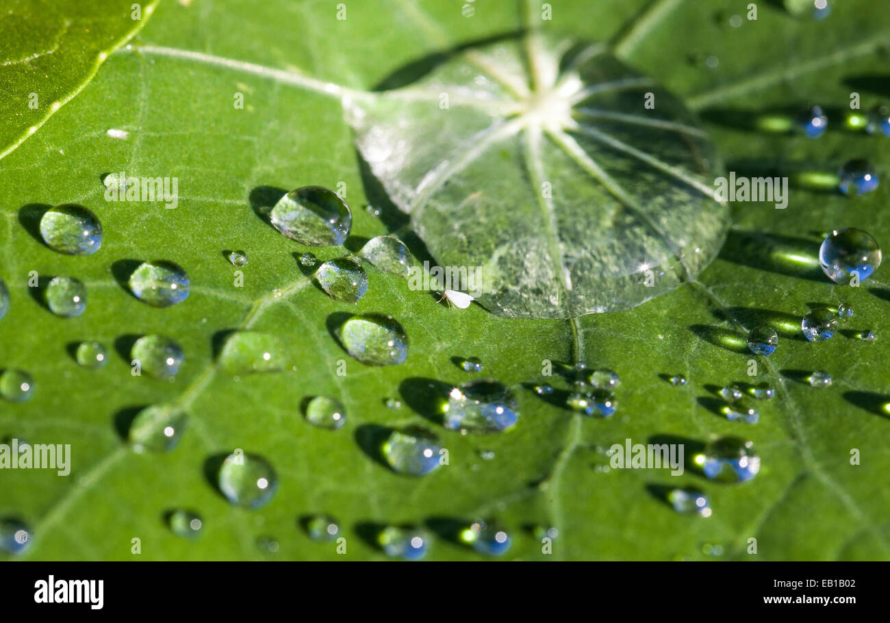 Dewdrops on a leave Stock Photo