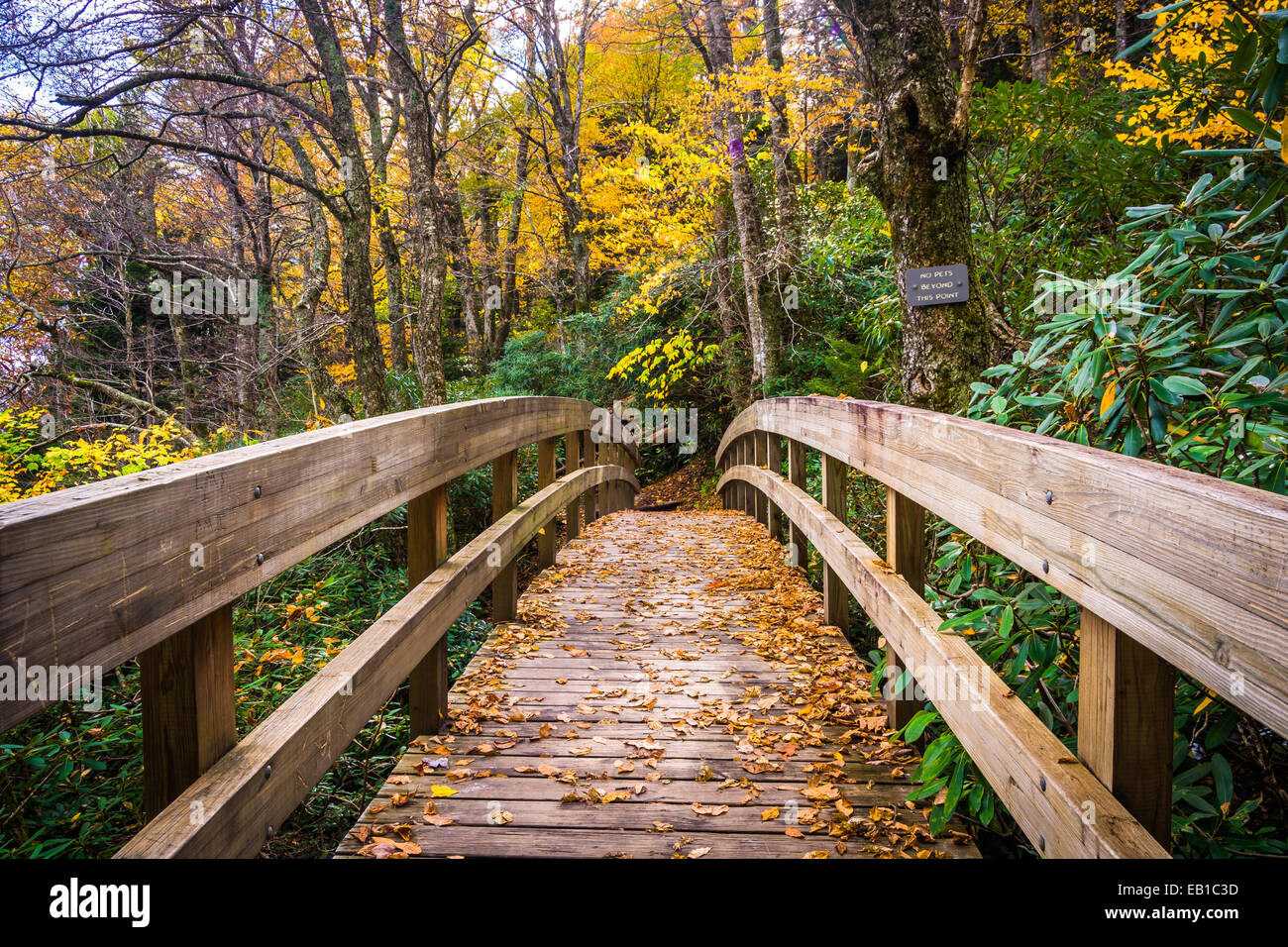 Autumn color and bridge on the Tanawha Trail, along the Blue Ridge Parkway, North Carolina. Stock Photo