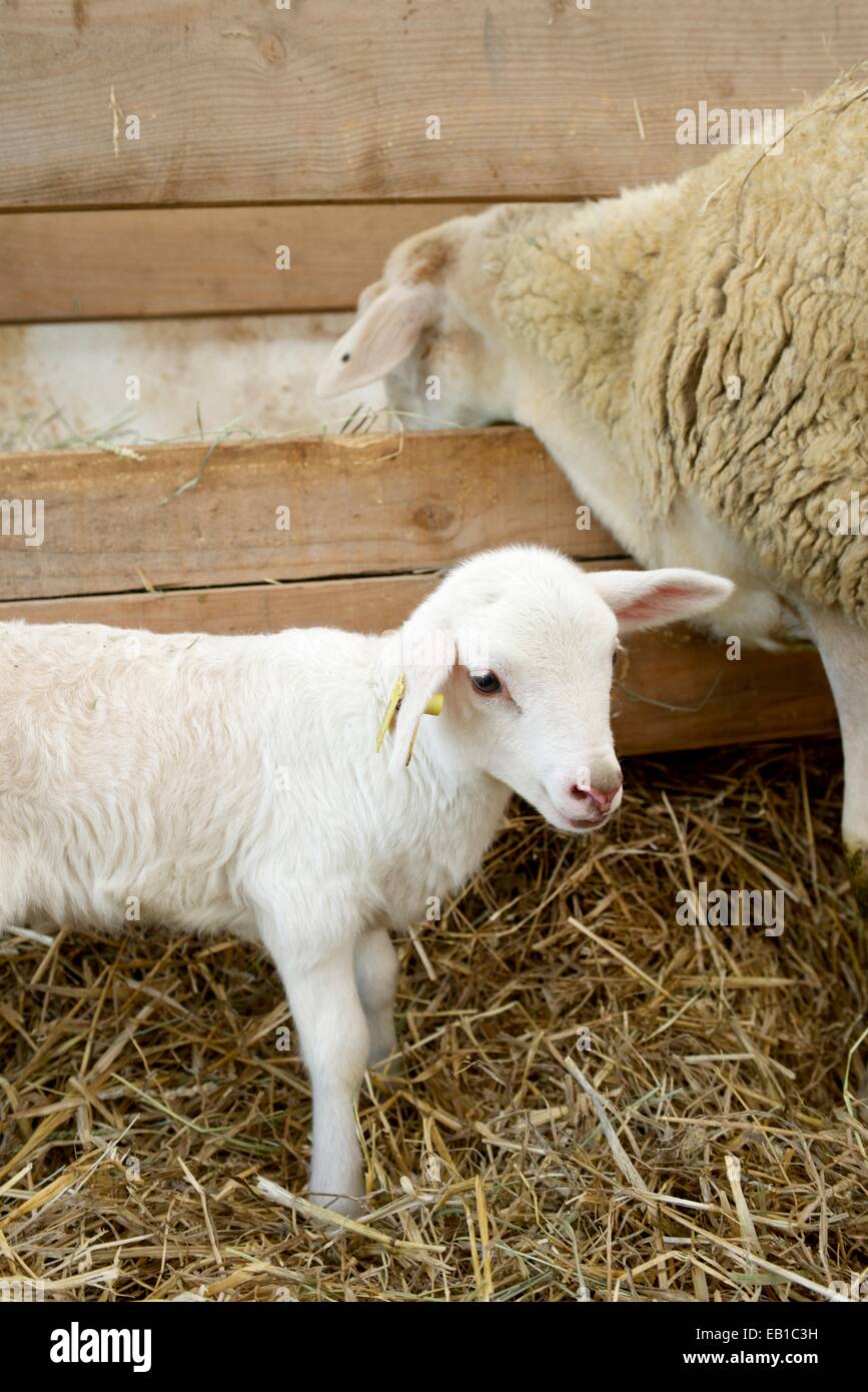 Lamb with his mother in a pen Stock Photo - Alamy