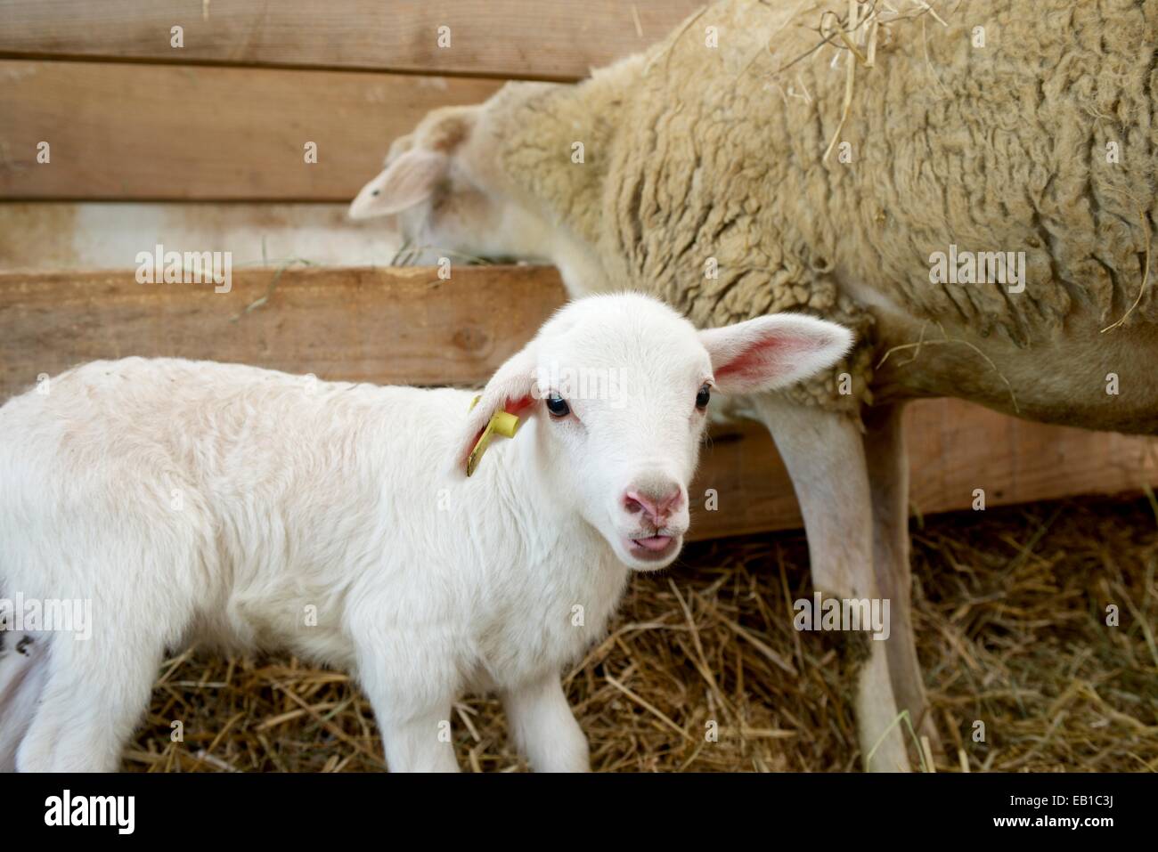 Lamb with his mother in a pen Stock Photo - Alamy