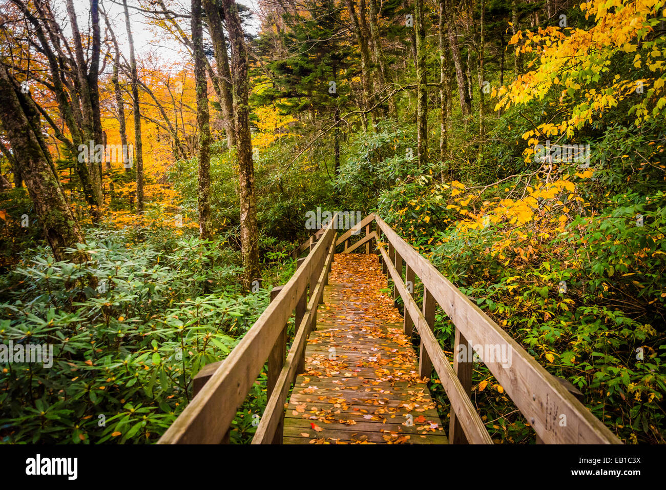 Autumn color and bridge on the Tanawha Trail, along the Blue Ridge Parkway, North Carolinal Stock Photo