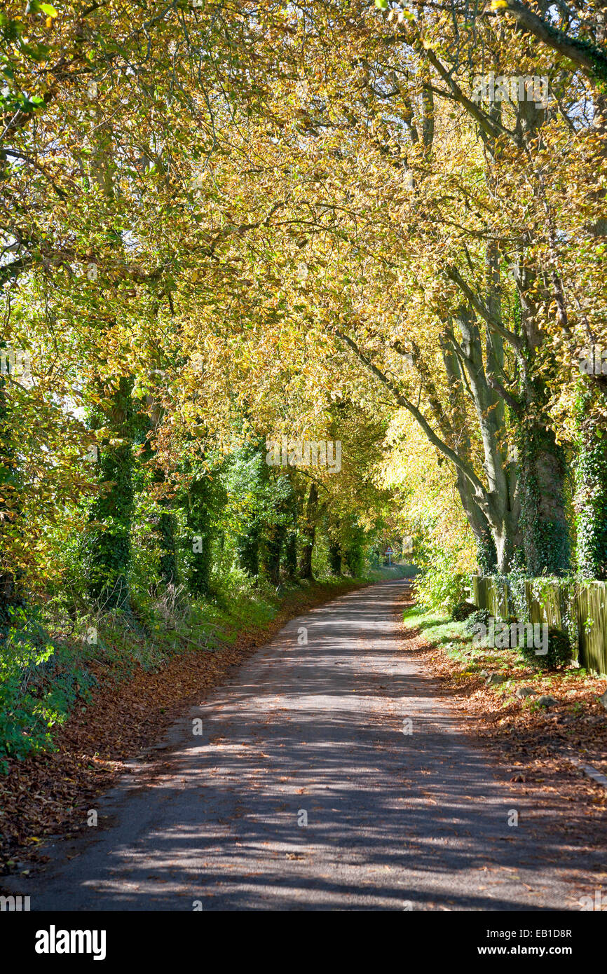 Quiet treelined country lane in autumn Lockeridge, Wiltshire, England