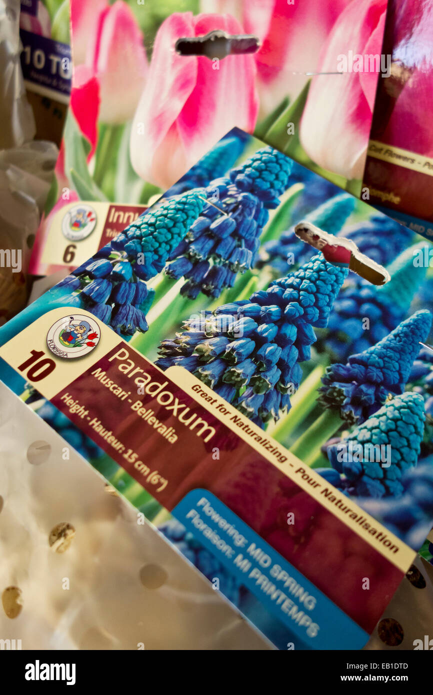 Packages of Spring flower bulbs ready for planting- Grape hyacinths (Muscari Bellevalia) and tulips. Stock Photo