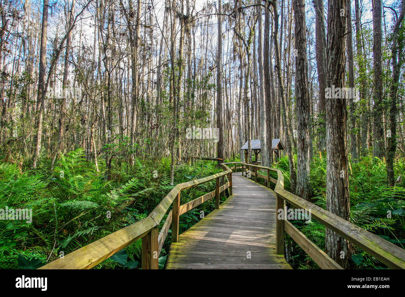 Wooden Deck in the Everglades Swamp, Florida Stock Photo