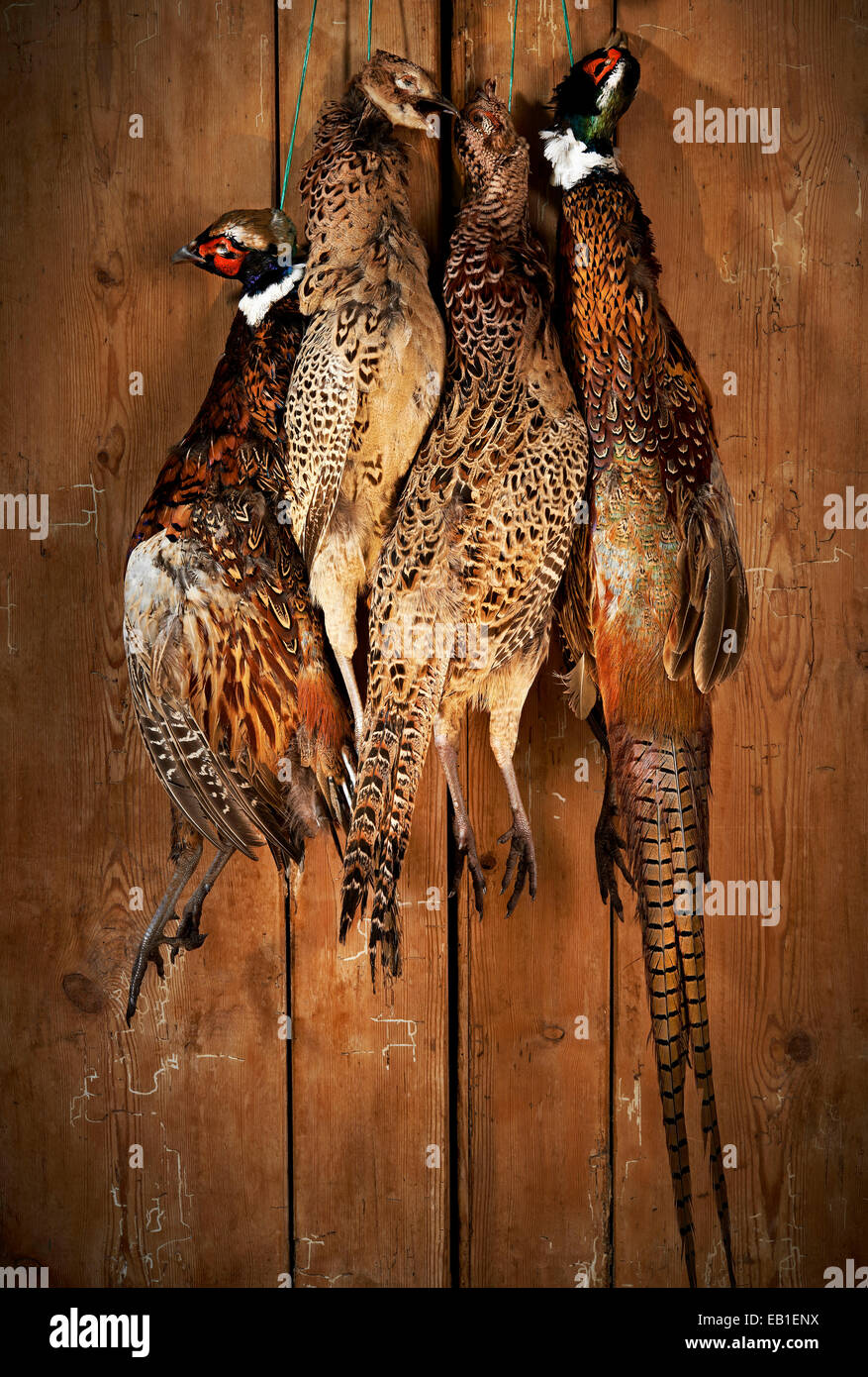 Pheasants,Recently shot and ready for plucking and hanging on a door Stock Photo