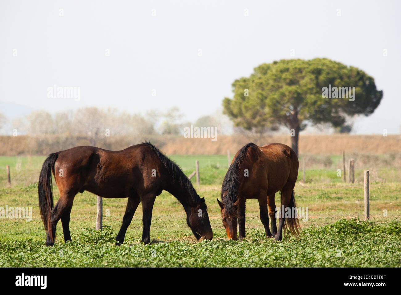 horses, uccellina park, alberese, grosseto province, maremma,, tuscany, italy, europe Stock Photo