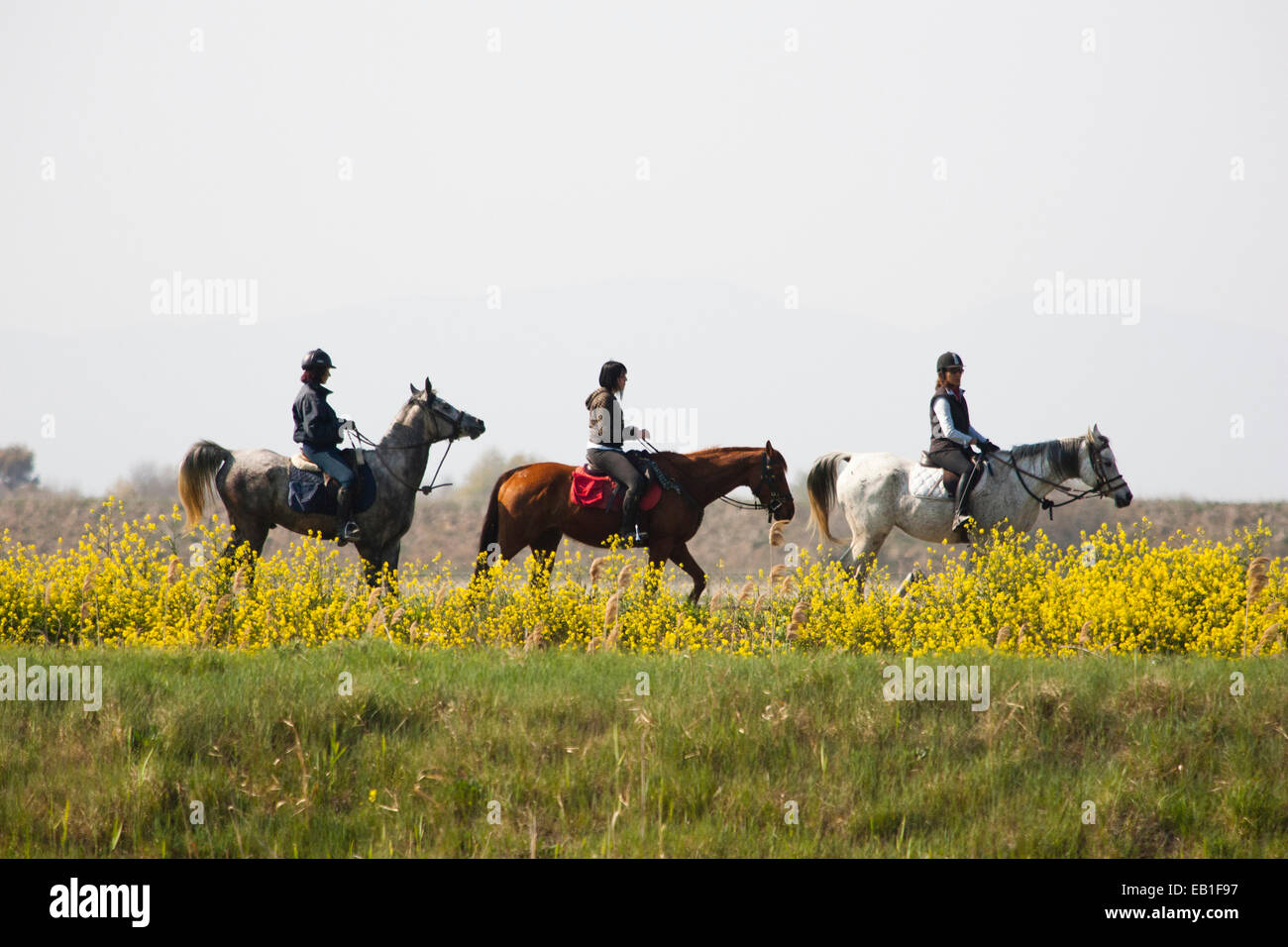 horses, uccellina park, alberese, grosseto province, maremma,, tuscany, italy, europe Stock Photo