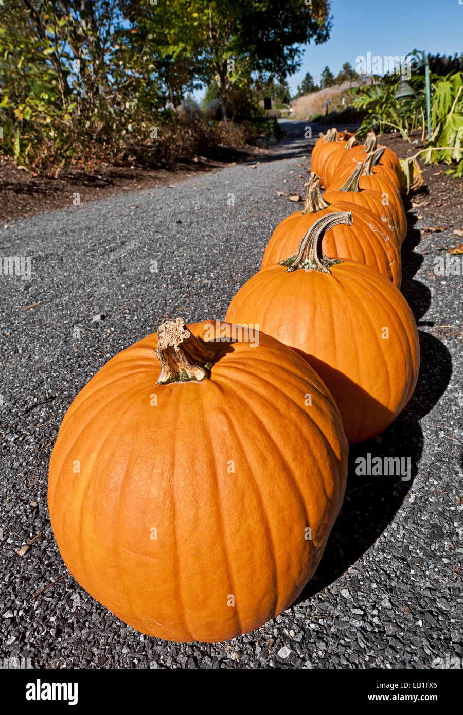 Line of pumpkins in New England Stock Photo