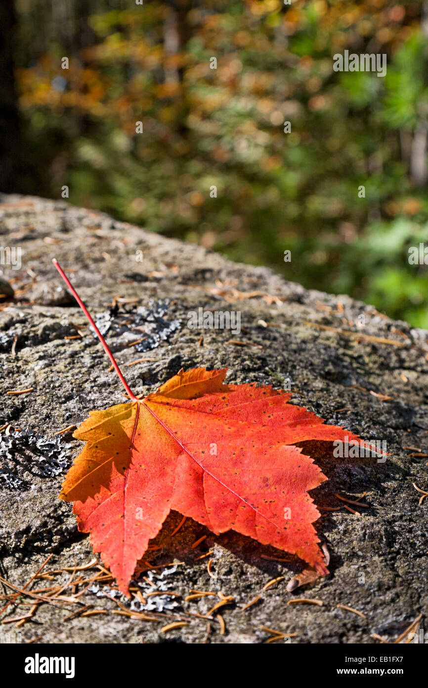 Fallen maple leaf in New England Stock Photo