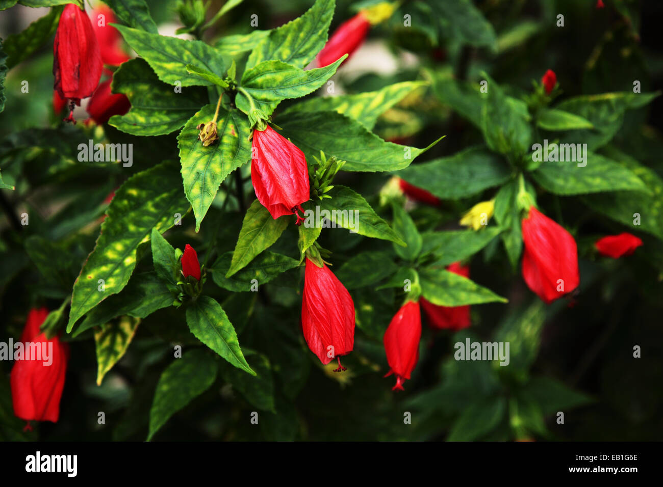 Closed red Hibiscus flowers Stock Photo Alamy