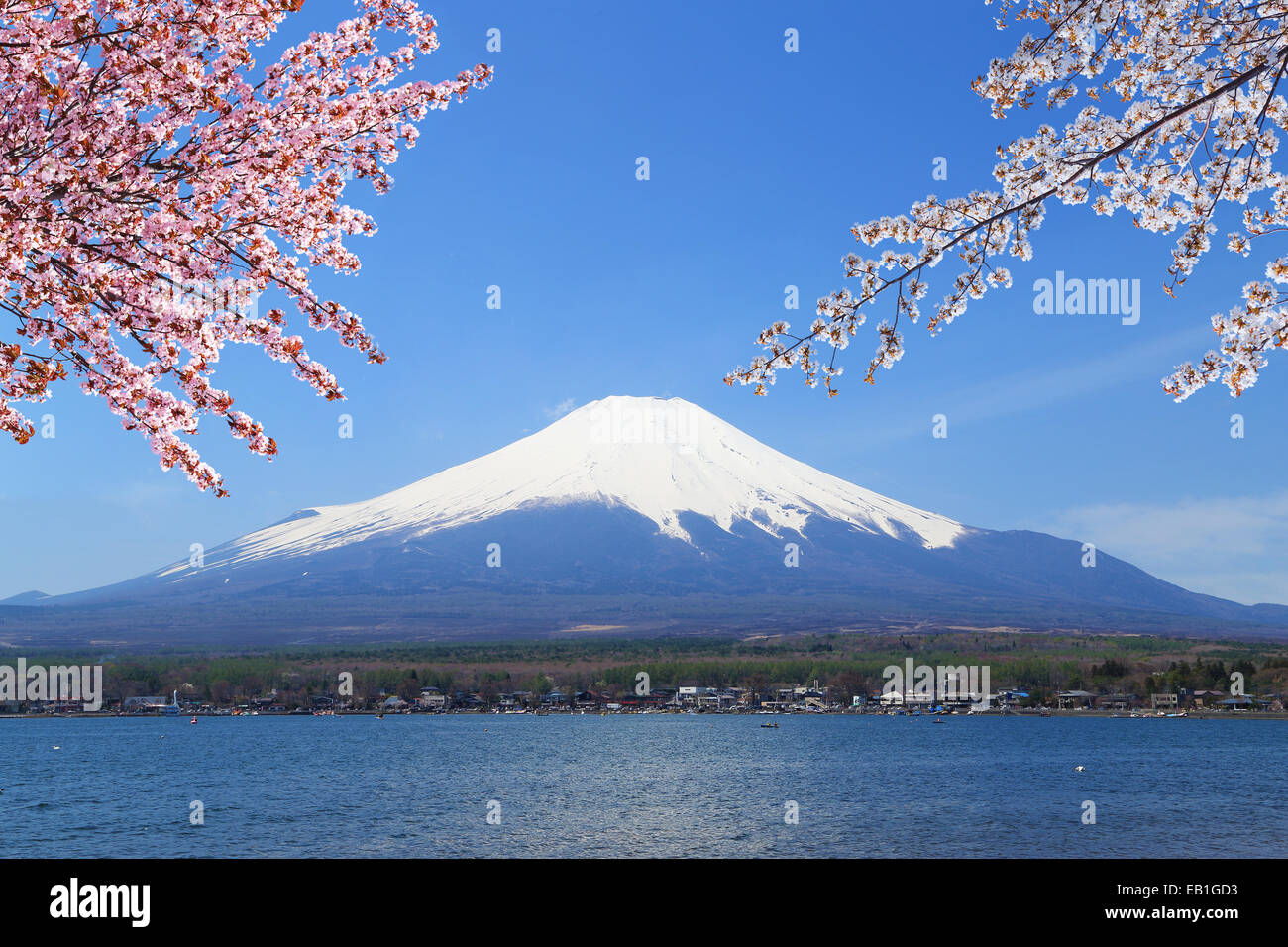 Mt.Fuji with Cherry Blossom at Lake Yamanaka, Yamanashi, Japan Stock