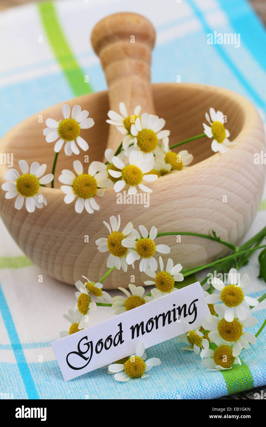 Good morning card with fresh chamomile flowers Stock Photo - Alamy