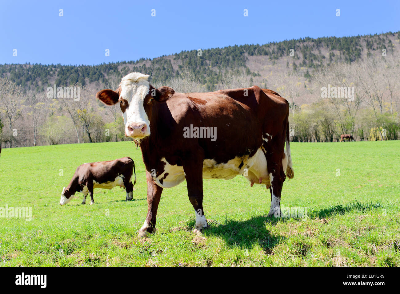 cow in a meadow in the French Alps Stock Photo