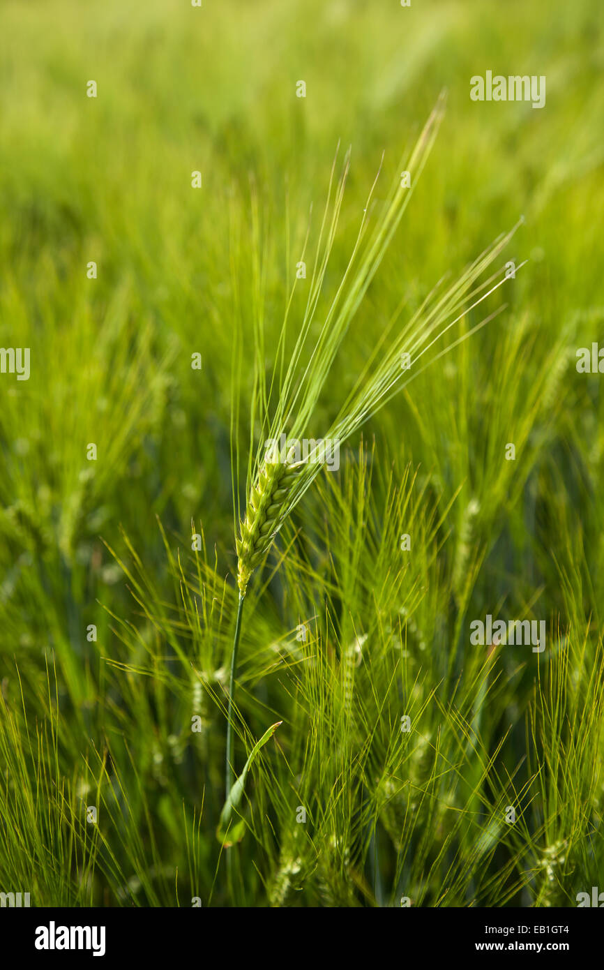 ear of barley in early summer Stock Photo