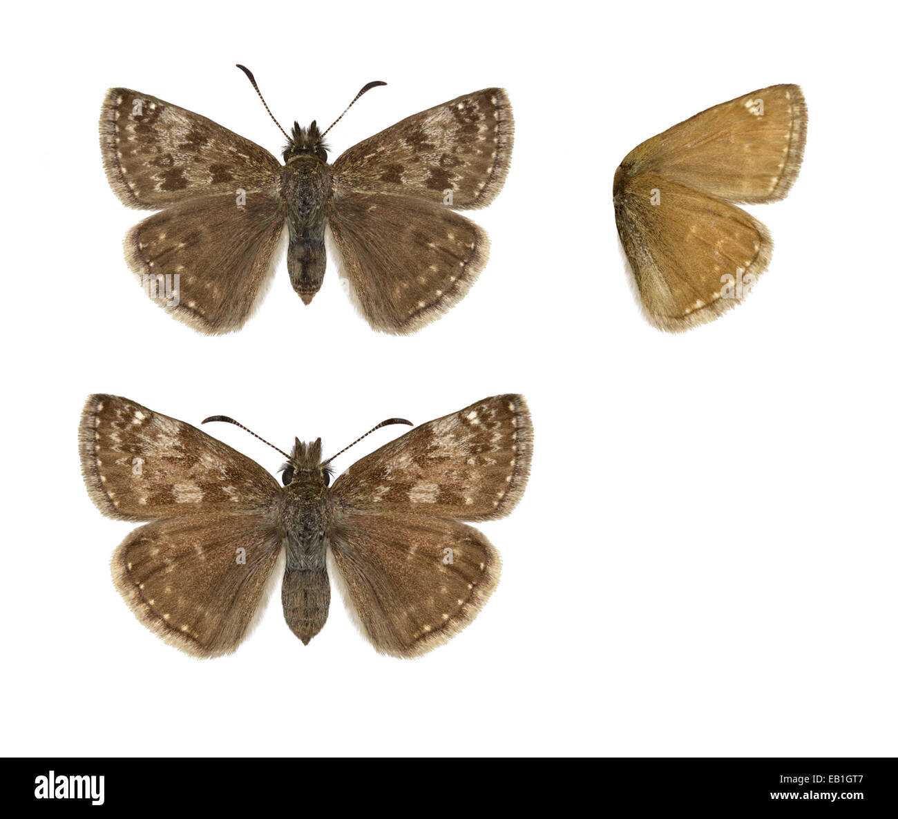 Dingy Skipper - Erynnis tages Stock Photo