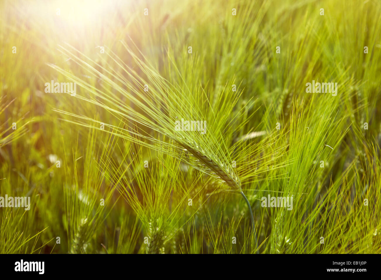 ear of green barley and sunlight Stock Photo