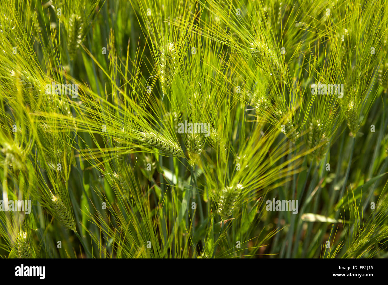 ears of barley in early summer Stock Photo