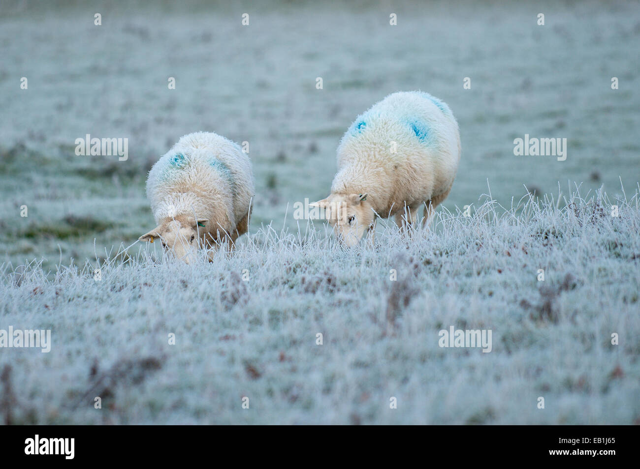 Powys, Wales, UK. 24th November 2014. After a cold night with temperatures dropping below zero the morning breaks to frost and mist in the valleys. Credit:  Graham M. Lawrence/Alamy Live News Stock Photo