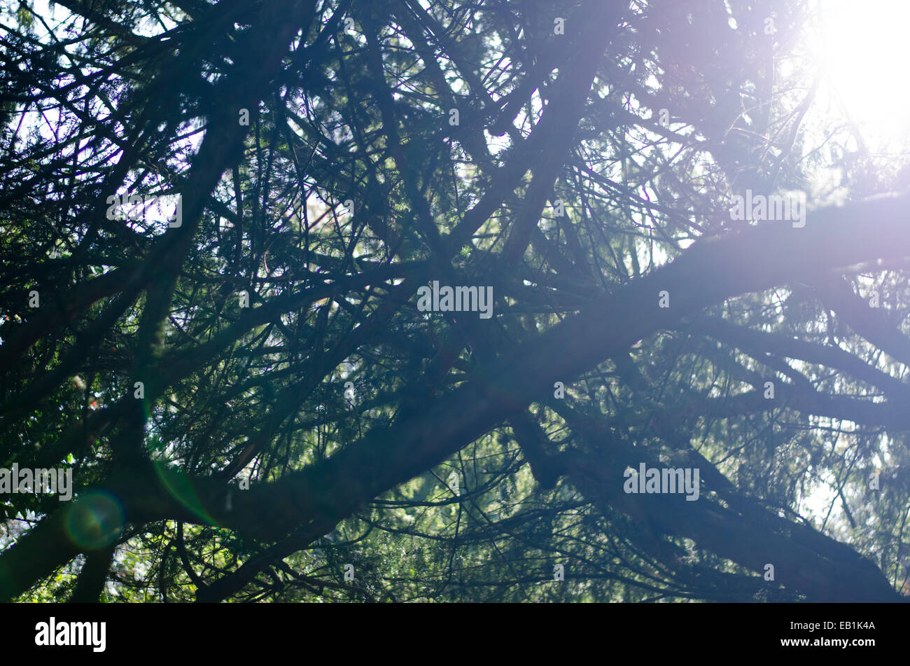 Sunlight through tree branches, dappled light outdoors Stock Photo