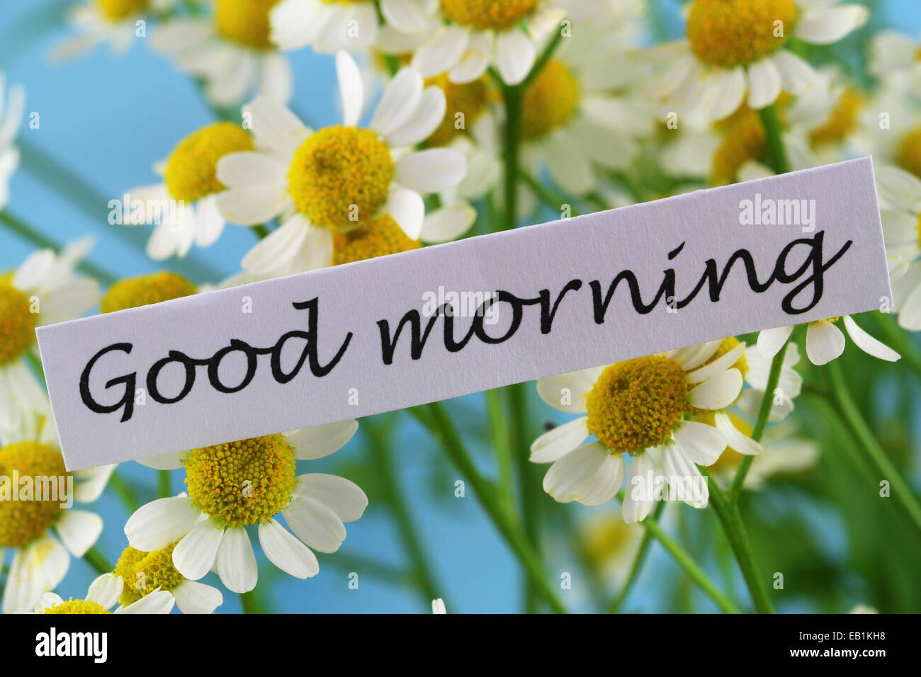 Good morning card with chamomile flowers Stock Photo