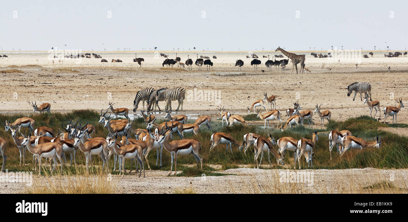 African animals of different species close to a waterhole in Etosha National Park. Stock Photo