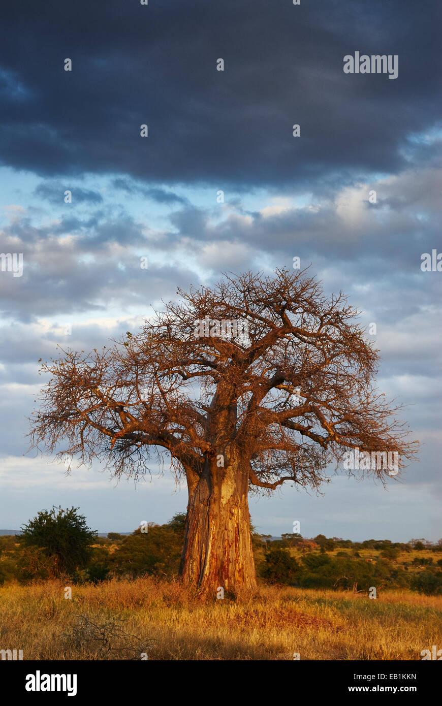 African landscape with a big baobab tree, in vertical Stock Photo