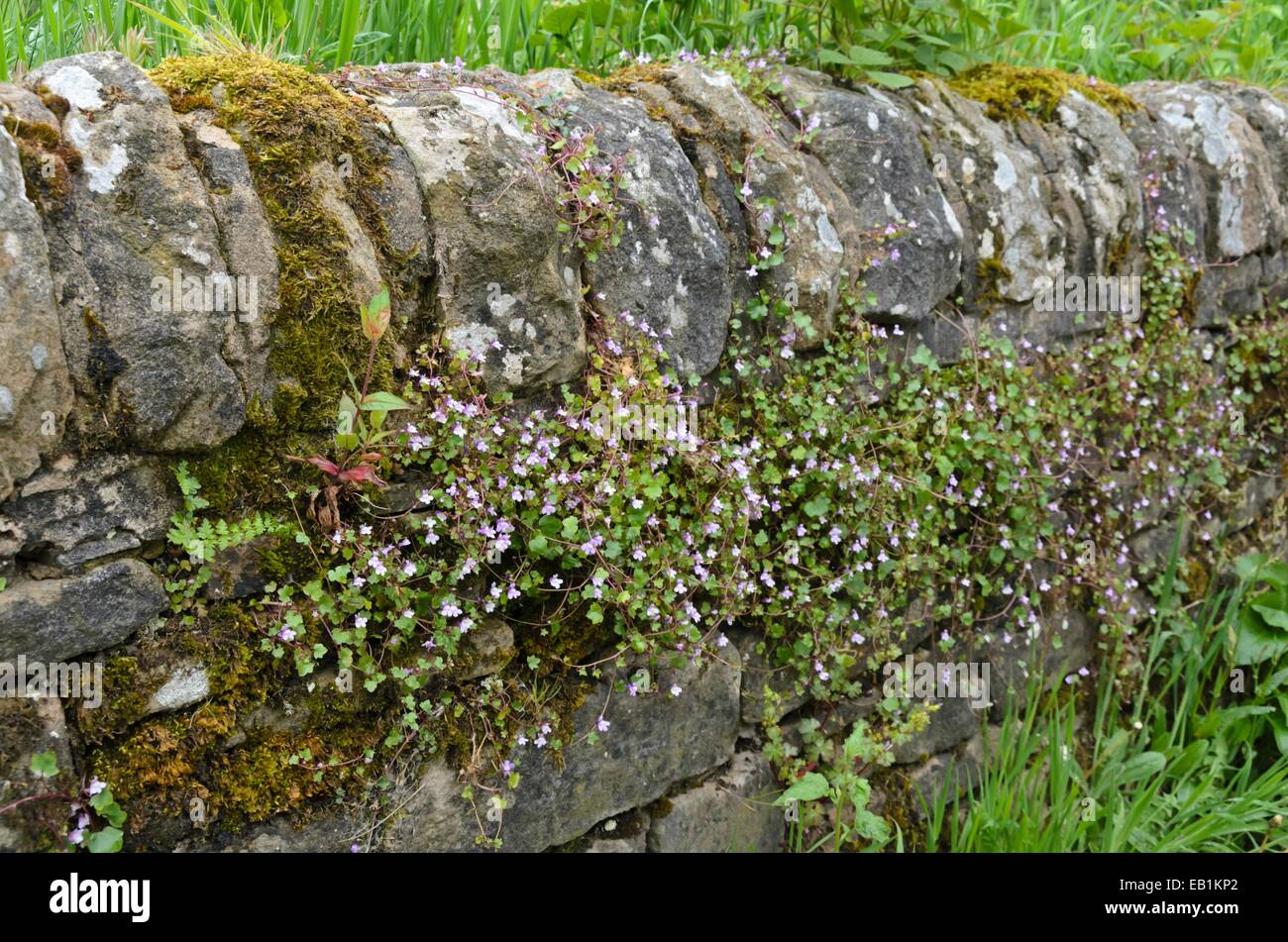 Ivy-leaved toadflax (Cymbalaria muralis) on a mossy stone wall Stock Photo