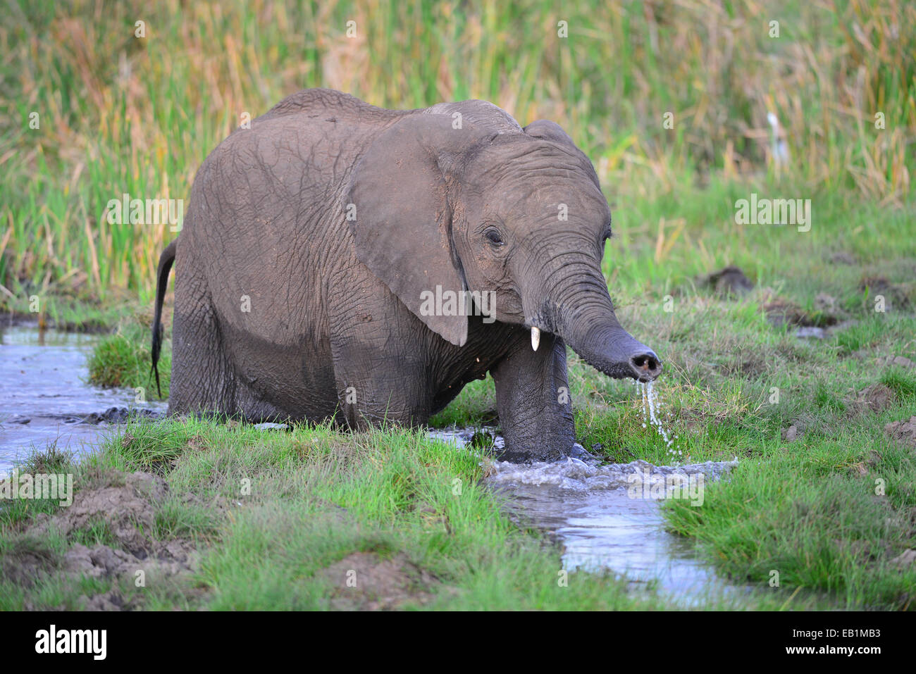 Masai Mara Elephant Stock Photo