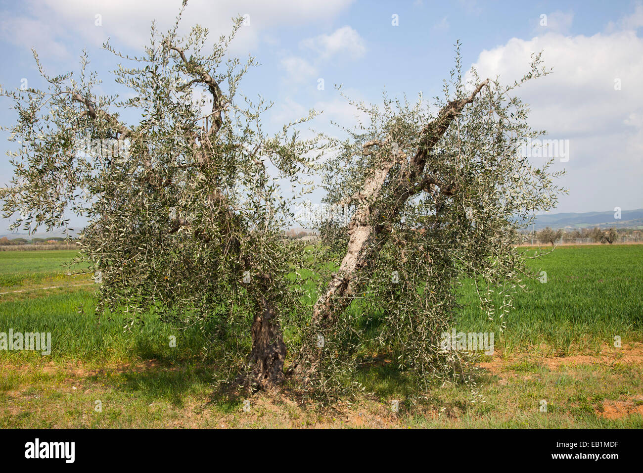 olive trees, alberese, grosseto province, maremma,, tuscany, italy, europe Stock Photo