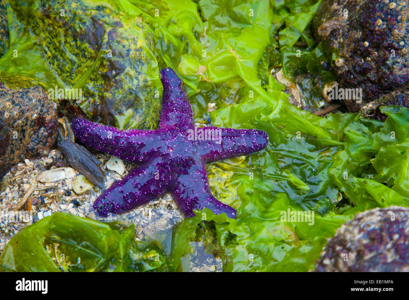 Purple starfish (Pisaster ochraceus) on seaweed at low tide in Sechelt