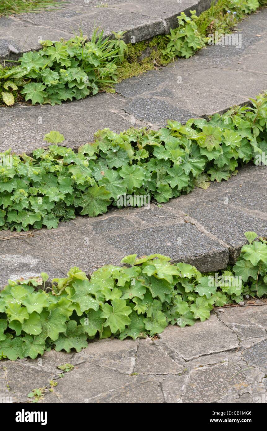 Lady's mantle (Alchemilla) on a garden path Stock Photo