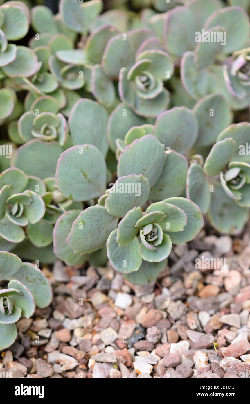 Stonecrop (Sedum cauticolum syn. Hylotelephium cauticola) Stock Photo