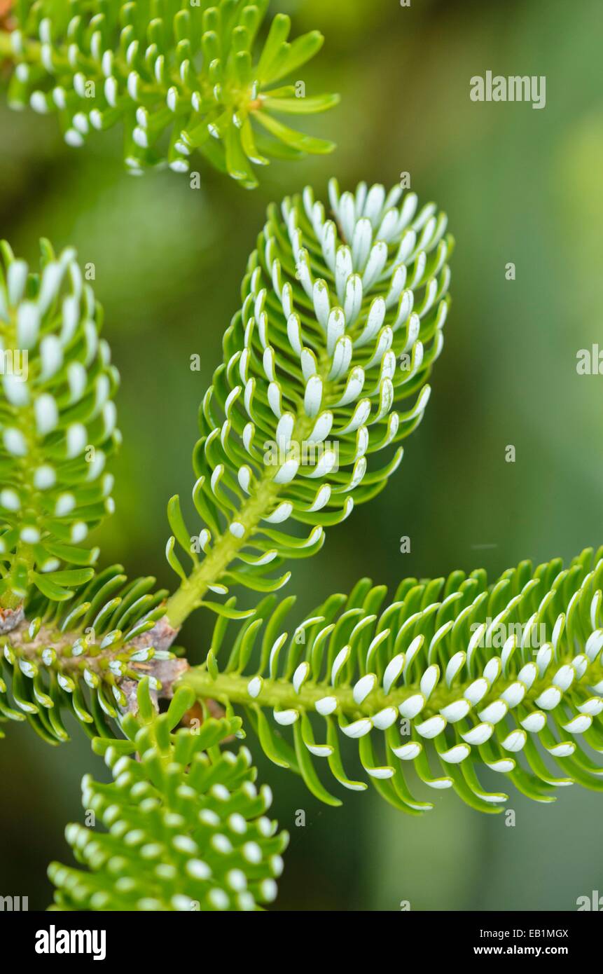 Korean fir (Abies koreana 'Silberlocke') Stock Photo