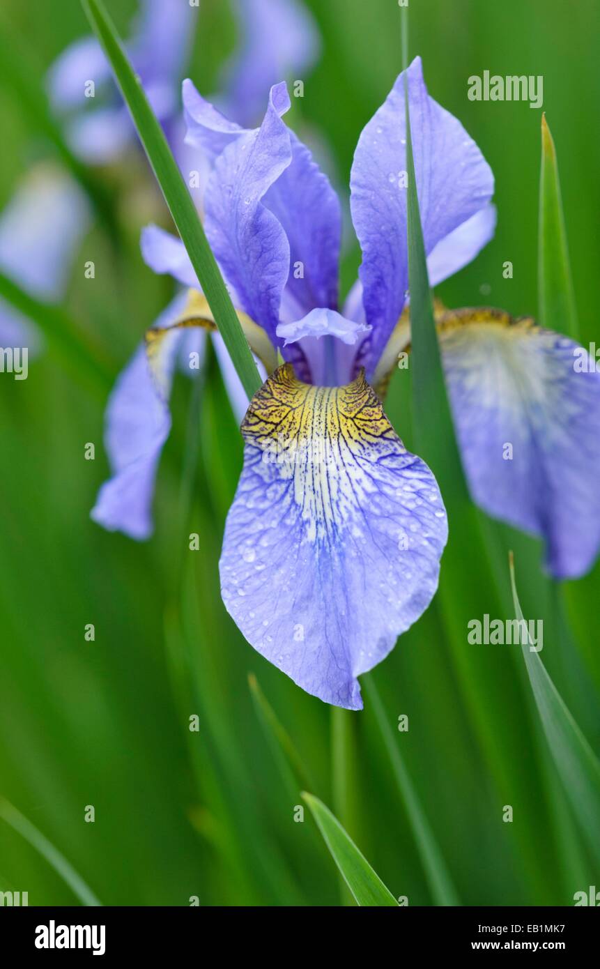 Siberian iris (Iris sibirica 'Perry's Blue') Stock Photo