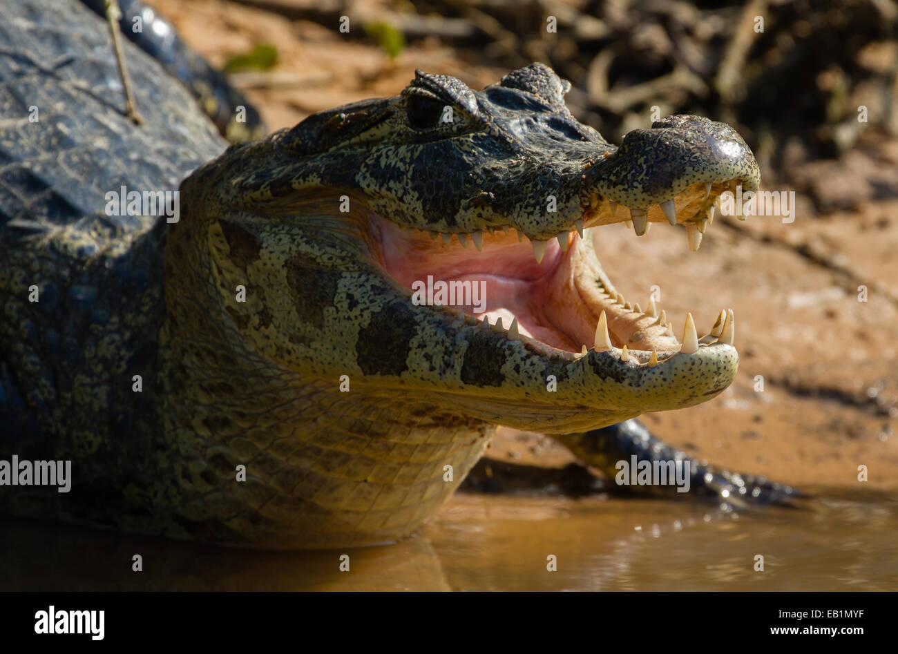 Jacare (Yacare) Caiman (Caiman yacare) in Pantanal region of Mato Grosso state, Brazil Stock Photo