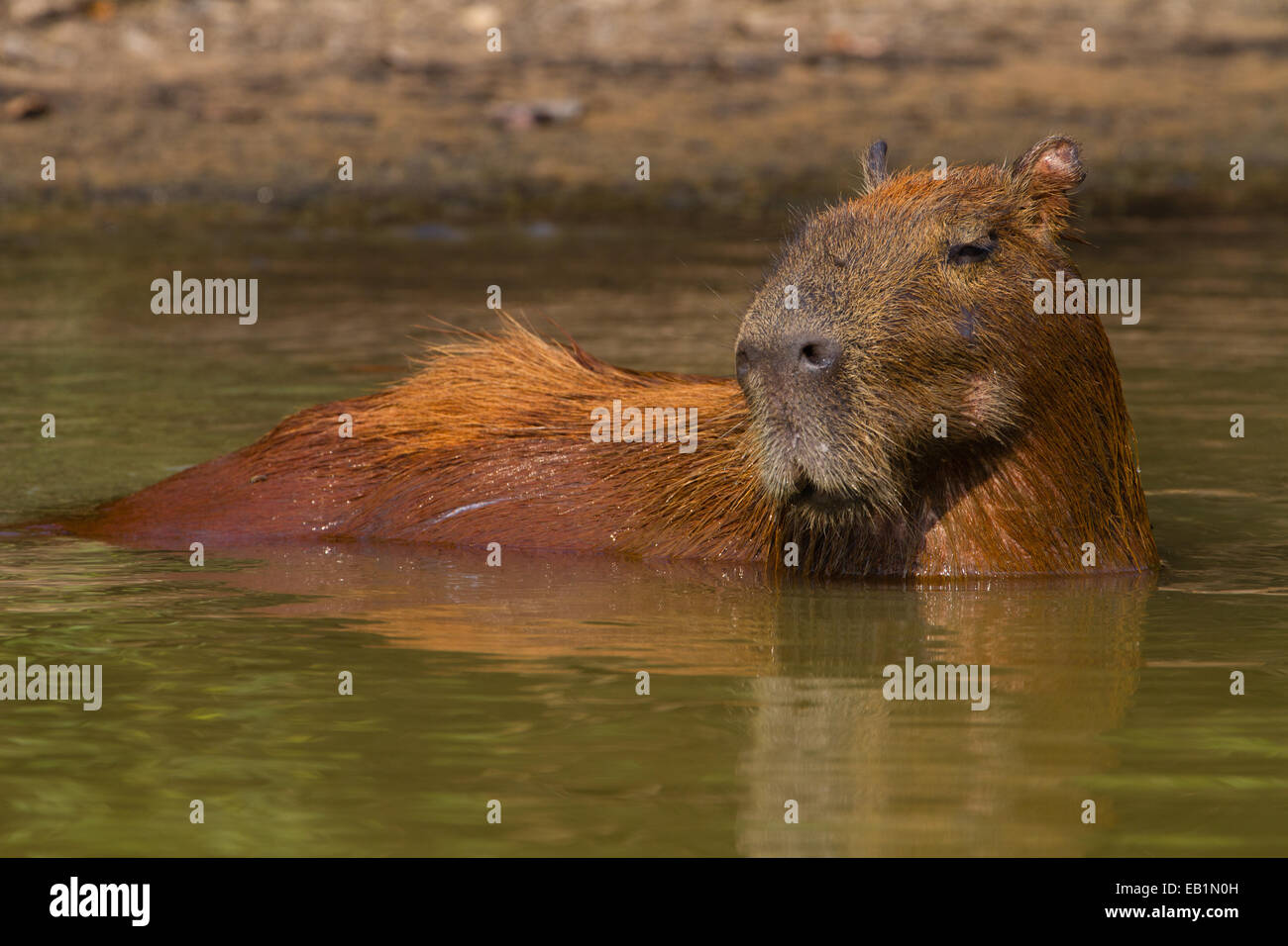 Capybara (Hydrochoerus hydrochaeris) Stock Photo