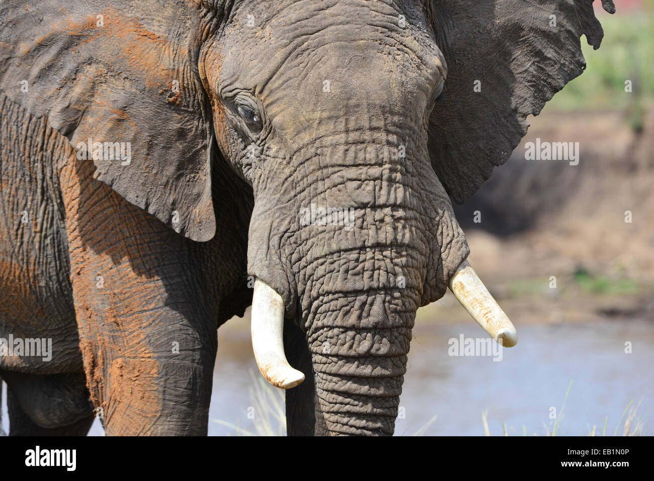 Masai Mara Elephant Stock Photo
