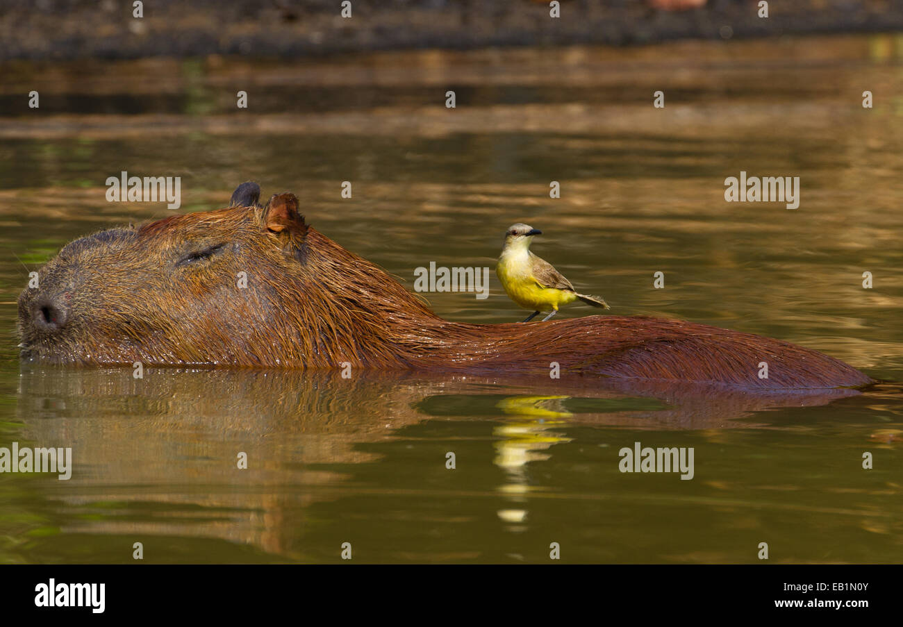 Capybara (Hydrochoerus hydrochaeris) Stock Photo