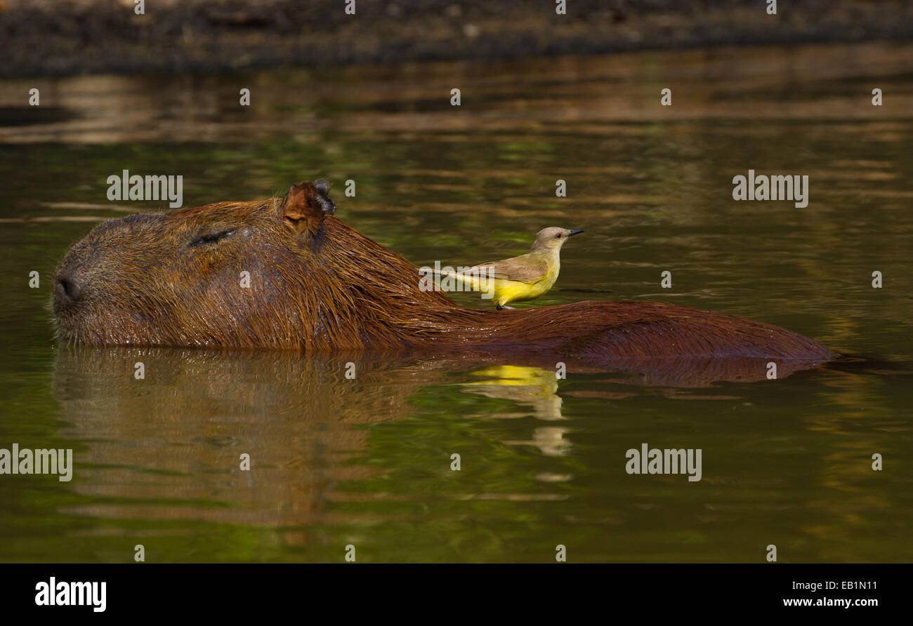 Capybara (Hydrochoerus hydrochaeris) adult in water Stock Photo