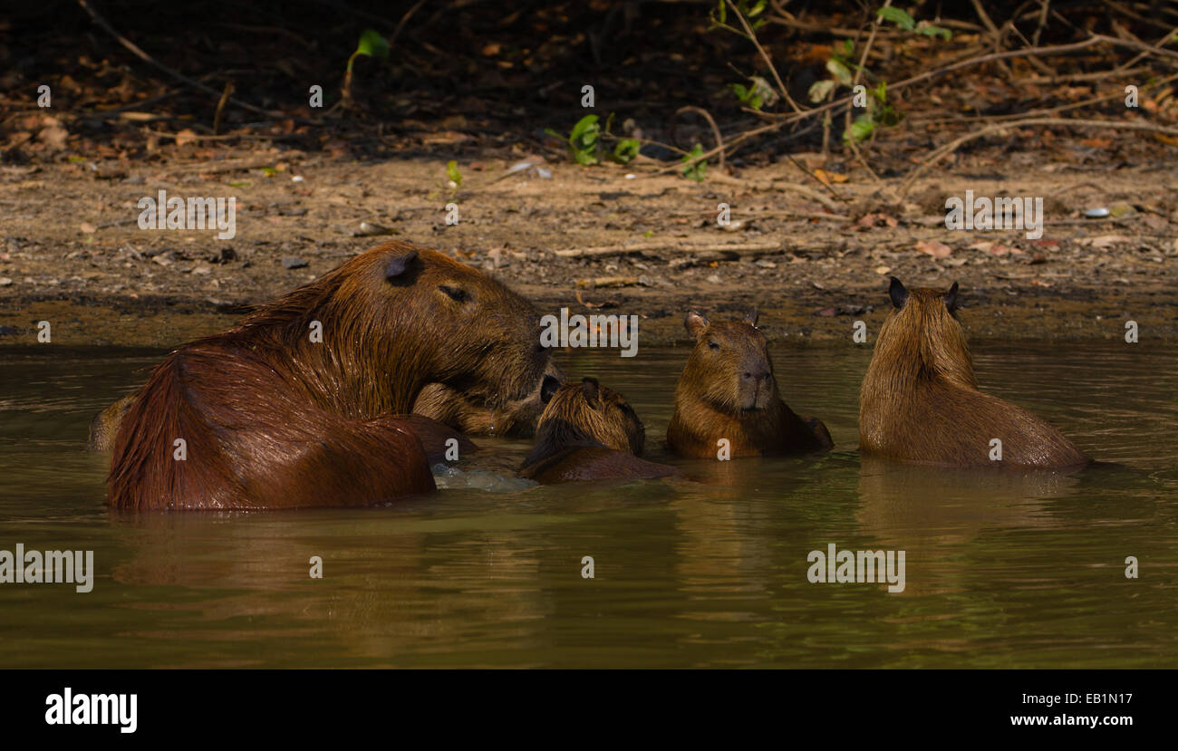 Capybara (Hydrochoerus hydrochaeris) family in water Stock Photo