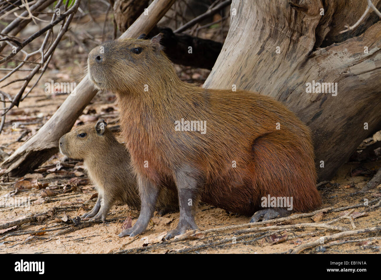 Capybara (Hydrochoerus hydrochaeris) adult with young Stock Photo