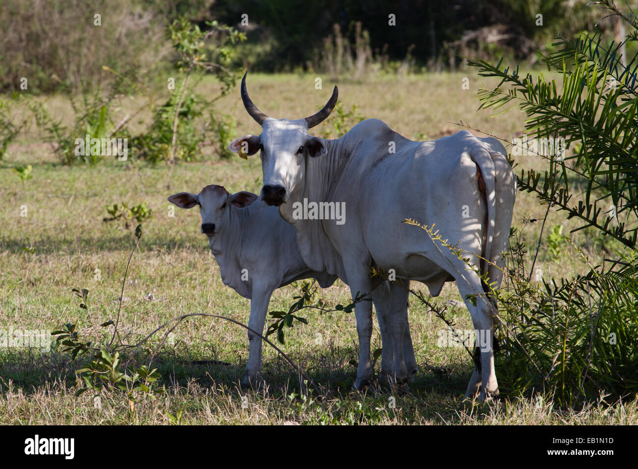 Cattle in Pantanal, Mato Grosso do Sul, Brazil on Organic farm at Aguape Stock Photo
