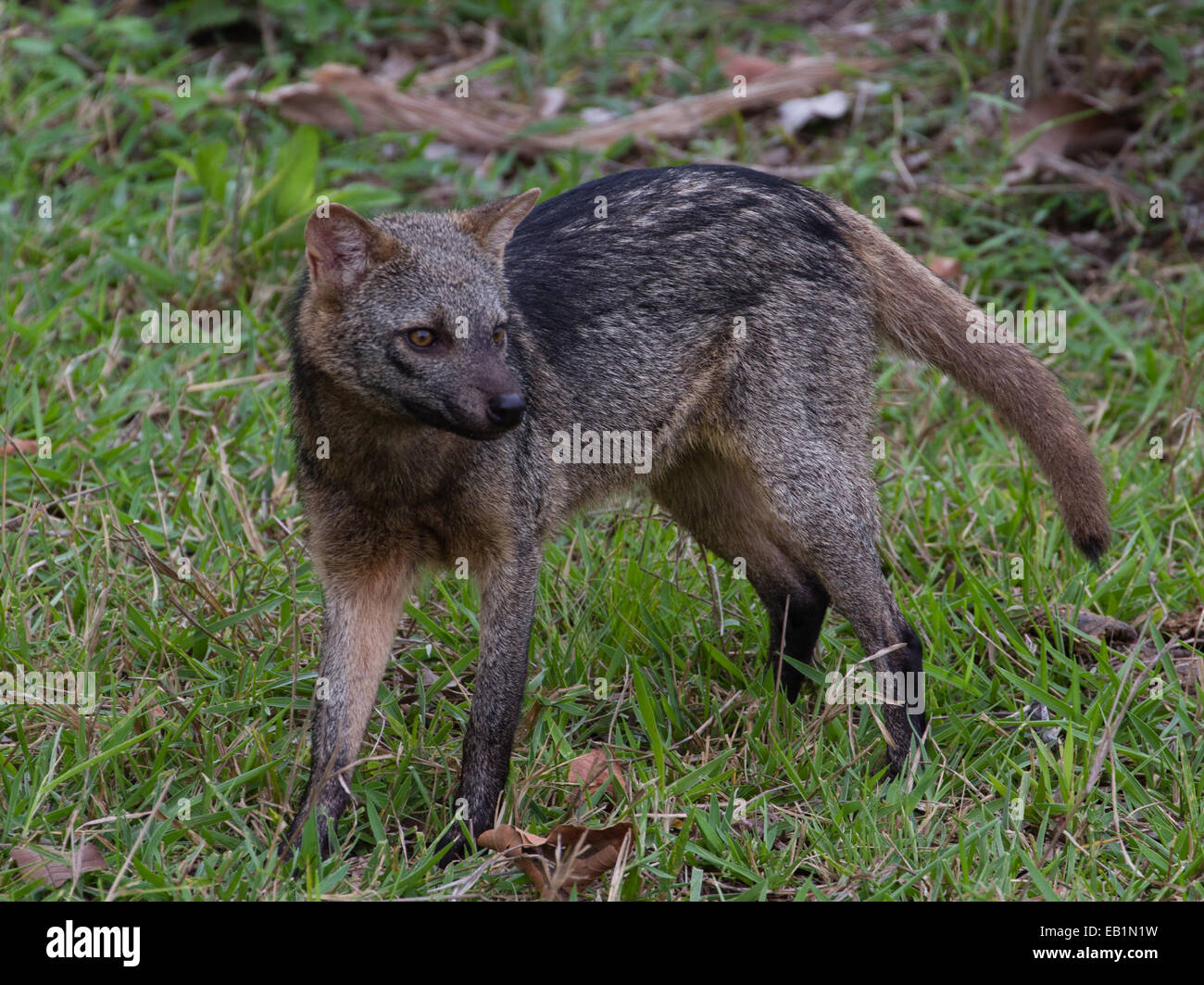 Crab Eating Fox (Cerdocyon thous), Pantanal, Brazil Stock Photo Alamy